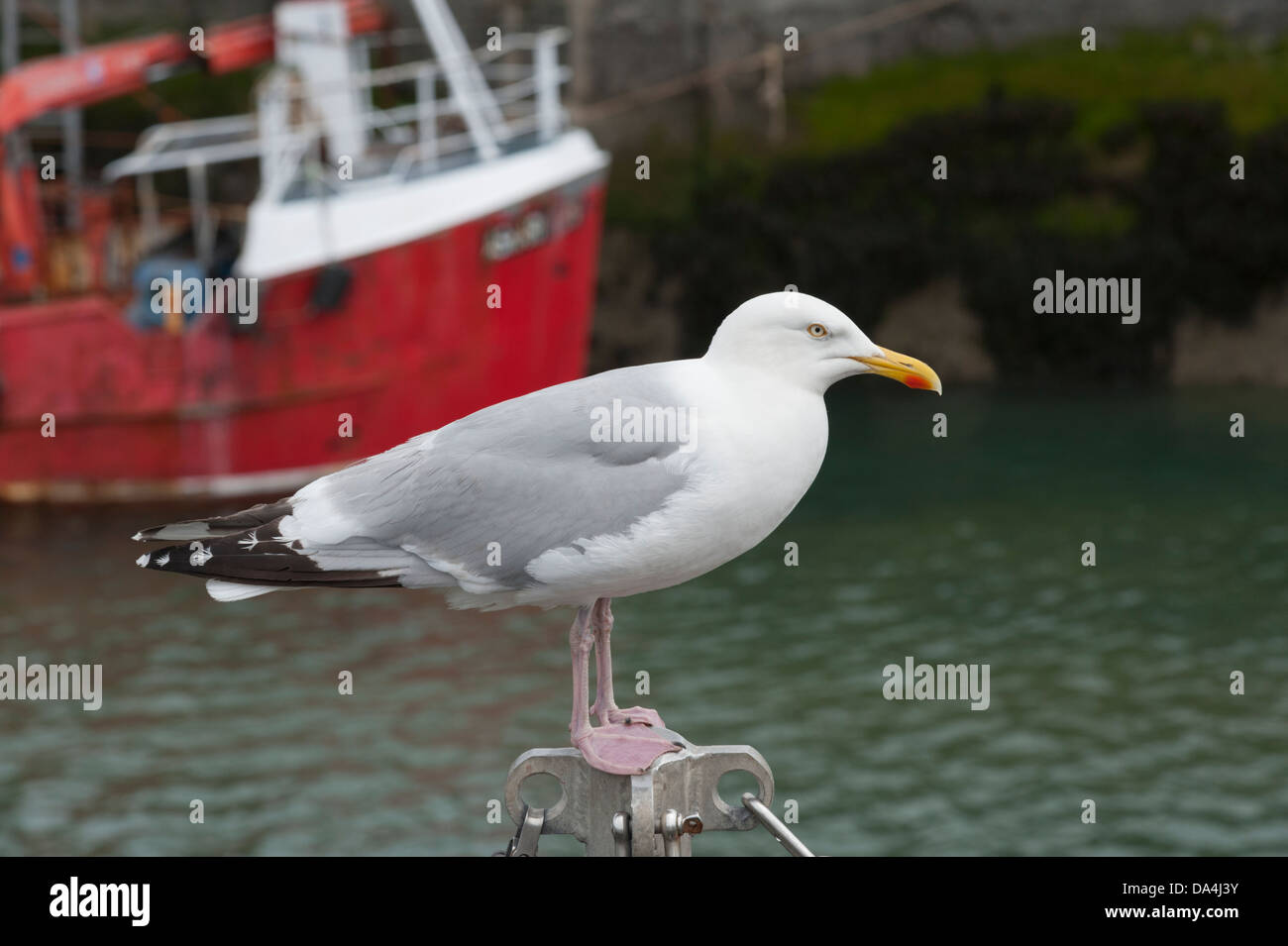 Eine Möwe sitzt auf einem Mast im Hafen von Padstow Cornwall UK Stockfoto