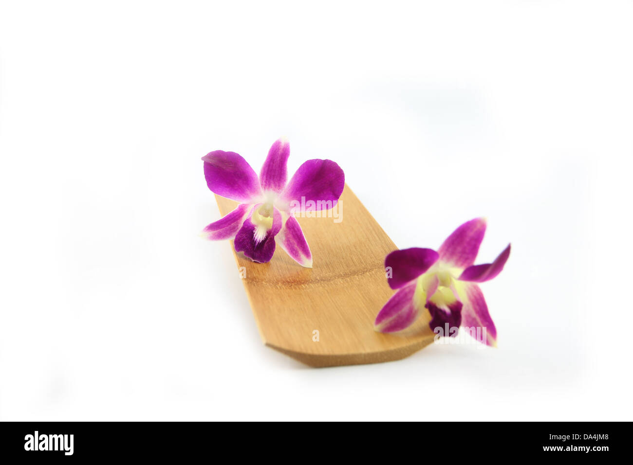 Die lila Orchidee in Bambus Schale auf weißem Hintergrund. Stockfoto