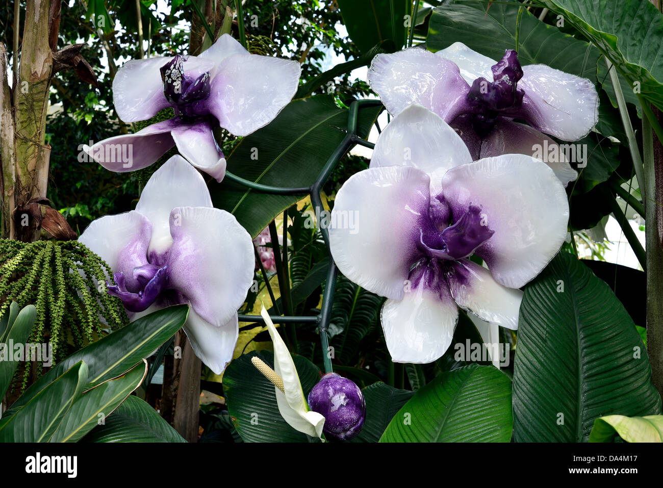Kunst Glas Orchidee Blüten, im Display im Volunteer Park. Seattle, Washington, USA. Stockfoto