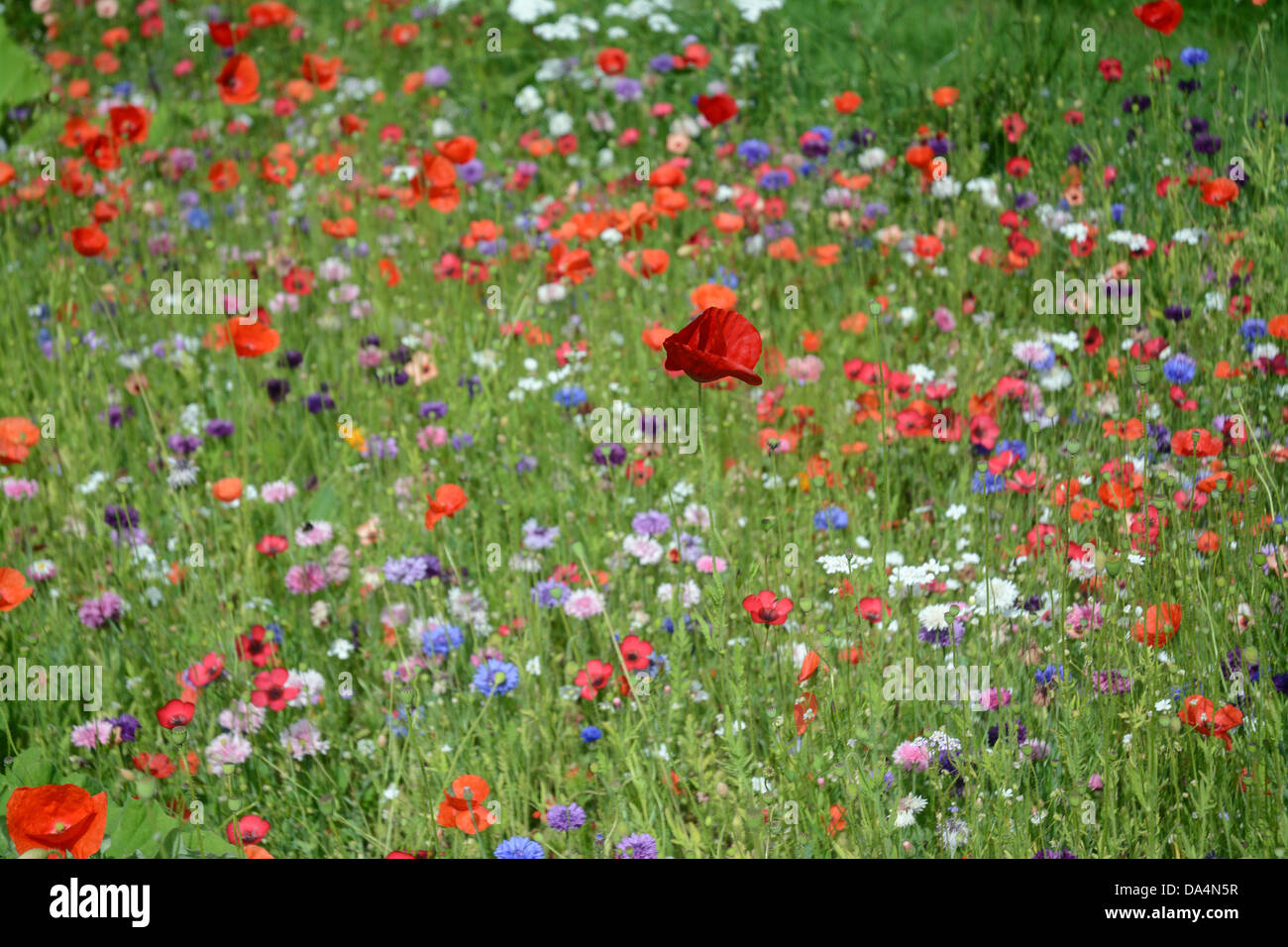 Bunte Wildblumen britisches Englisch Stockfoto