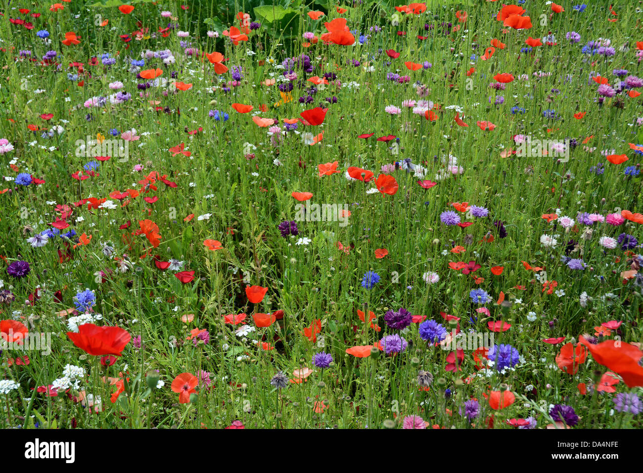 Bunte Wildblumen britisches Englisch Stockfoto