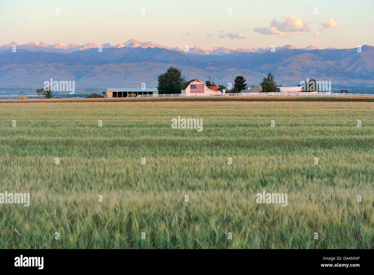 Weizen Farm, Colorado, USA Stockfoto