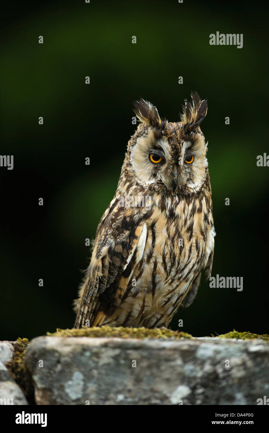 Eurasische Adler-Eule (Bubo Bubo) thront auf einer Wand in der Abenddämmerung Stockfoto