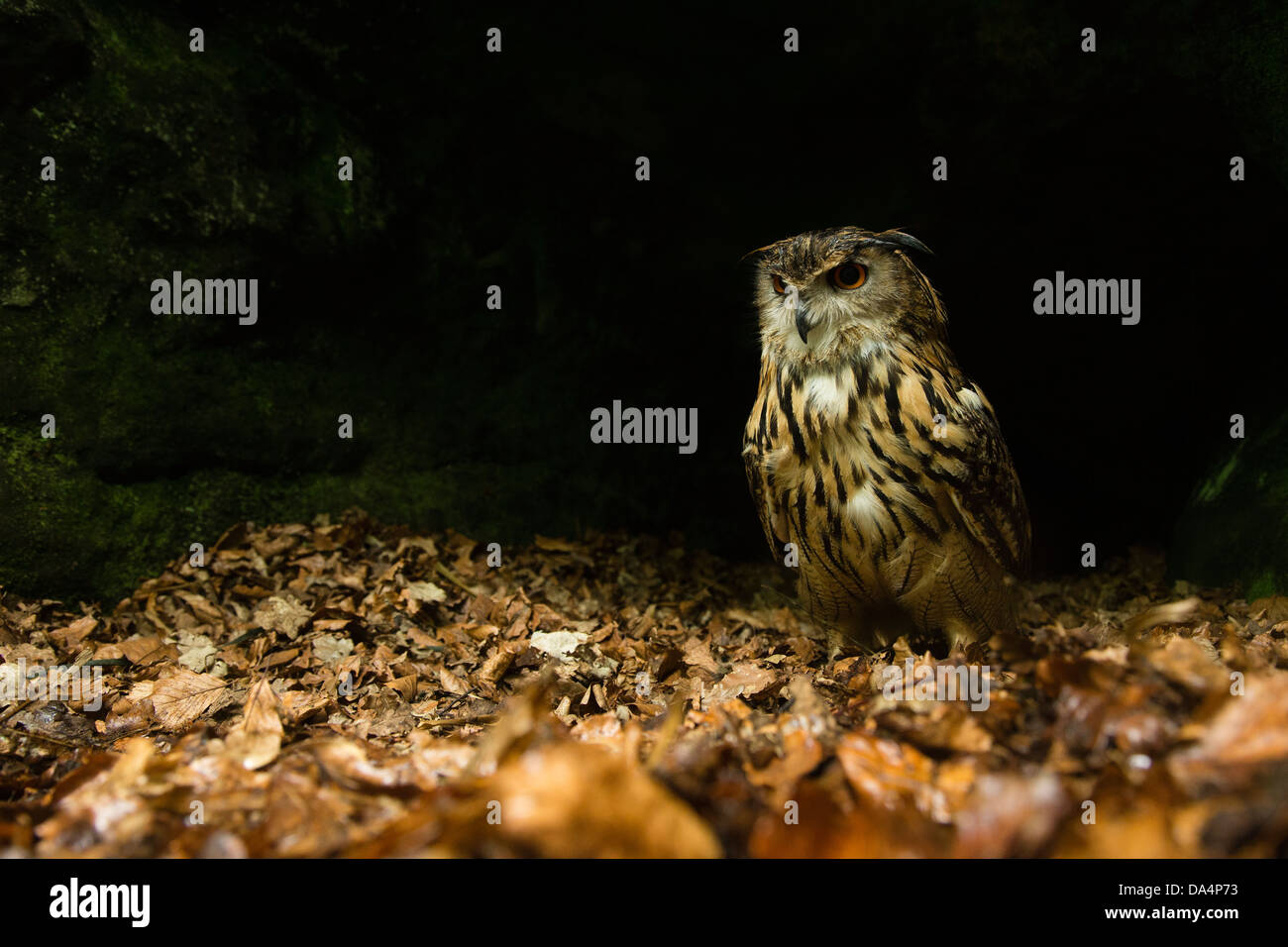 Eurasische Uhu (Bubo Bubo) auf einem Waldboden in der Nacht Stockfoto