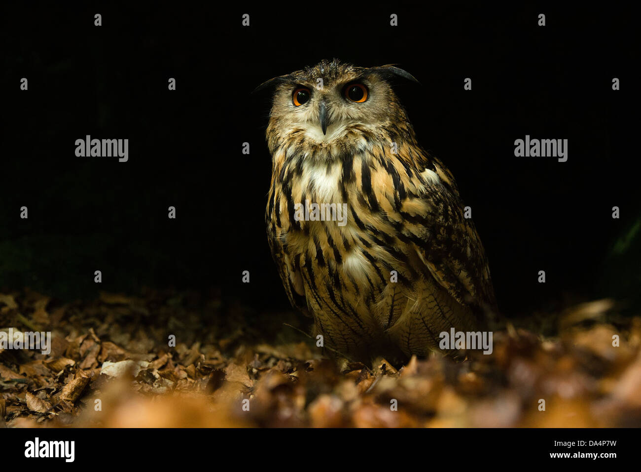 Eurasische Uhu (Bubo Bubo) auf einem Waldboden in der Nacht Stockfoto