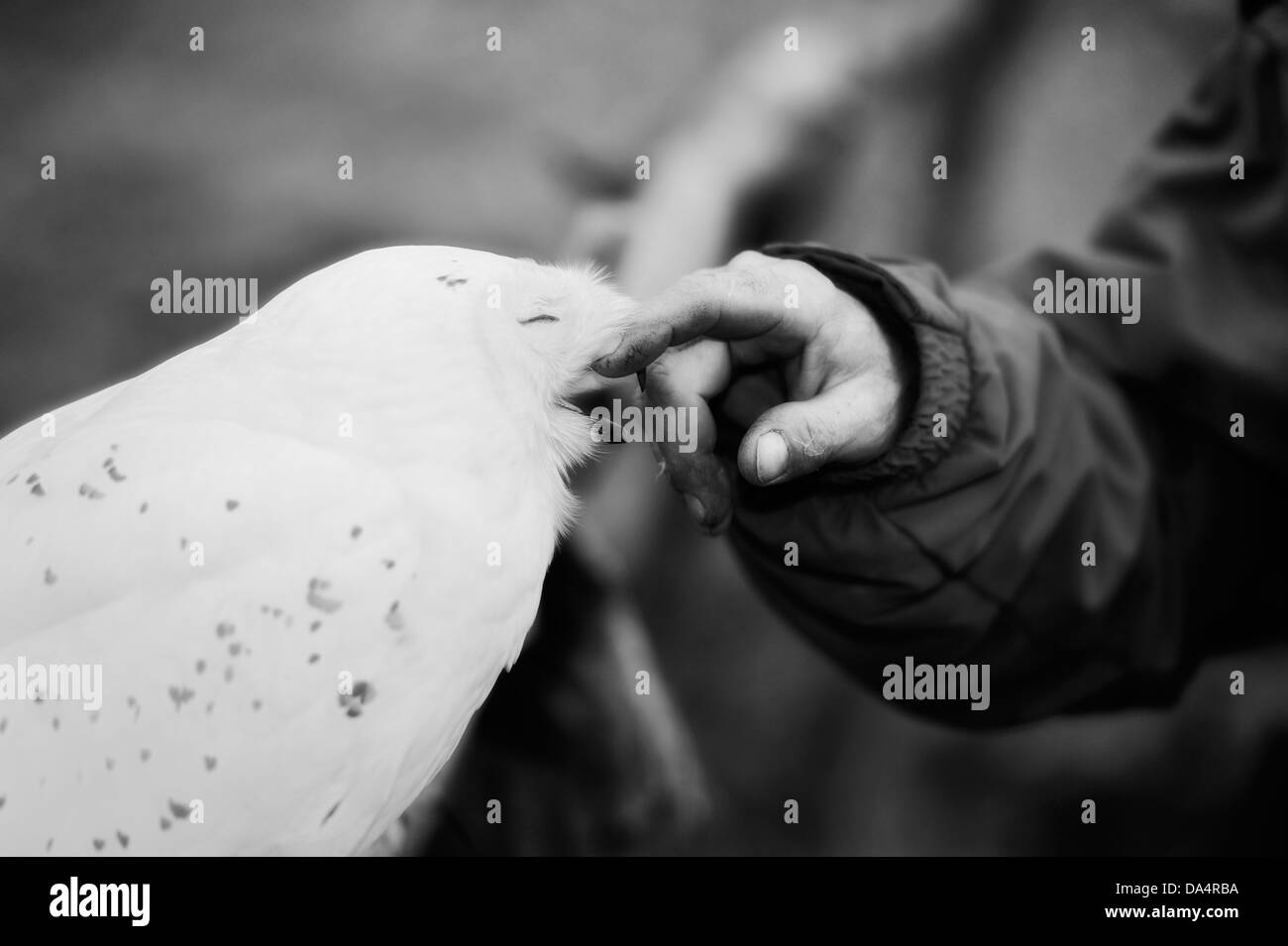 Hände streicheln junge Schnee-Eule (Bubo Scandiacus), Eule, genieße es. Stockfoto