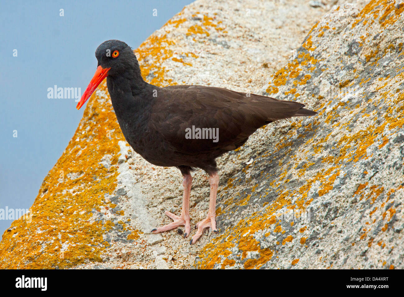 Amerikanische schwarze Austernfischer Haematopus Bachmani Pacific Grove, Kalifornien, USA 23 Juni Erwachsenen Haematopodidae Stockfoto