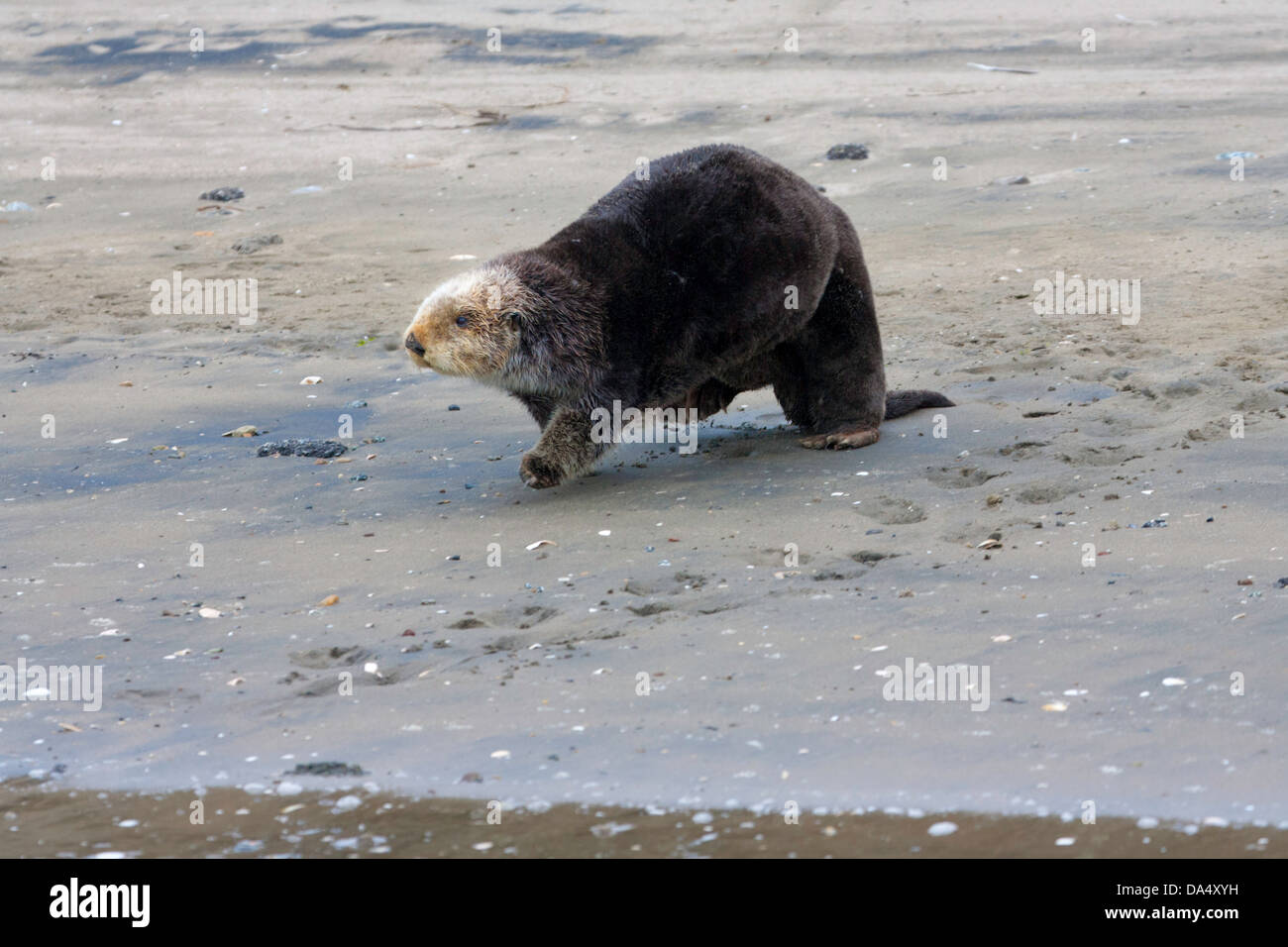 Sea Otter Enhydra Lutris Monterey Bay, Kalifornien, Vereinigte Staaten 24 Juni Erwachsene am Strand. Mustelidae Stockfoto