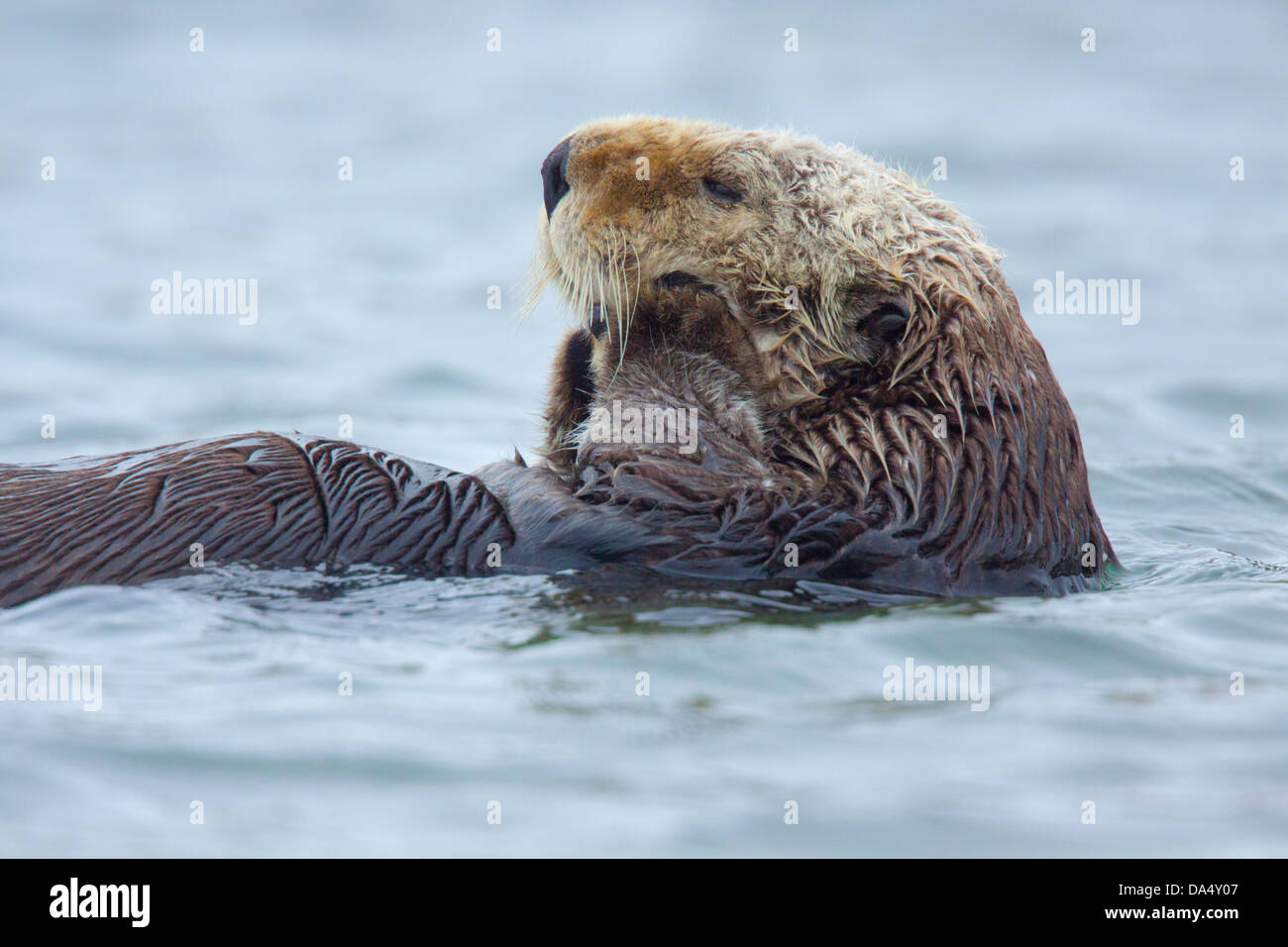 Sea Otter Enhydra Lutris Moss Landing, Kalifornien, Vereinigte Staaten 24 Juni Erwachsenen Mustelidae Stockfoto