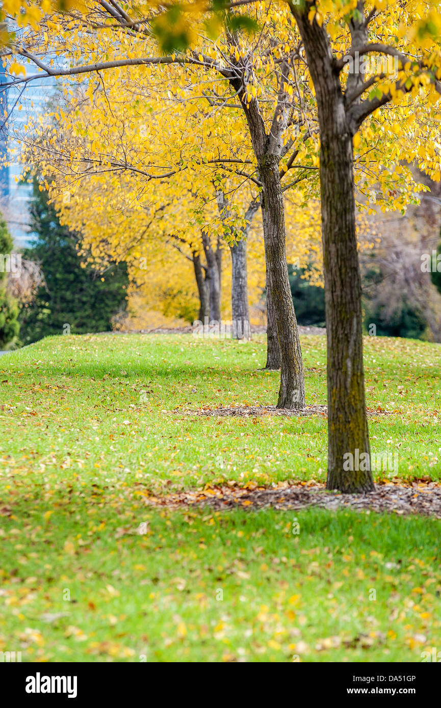 Herbstlaub in der Innenstadt von East Melbourne in der Nähe von Fitzroy Gardens. Stockfoto