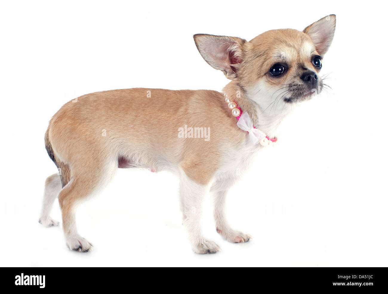 Porträt von einem niedlichen Welpen Chihuahua vor weißem Hintergrund Stockfoto