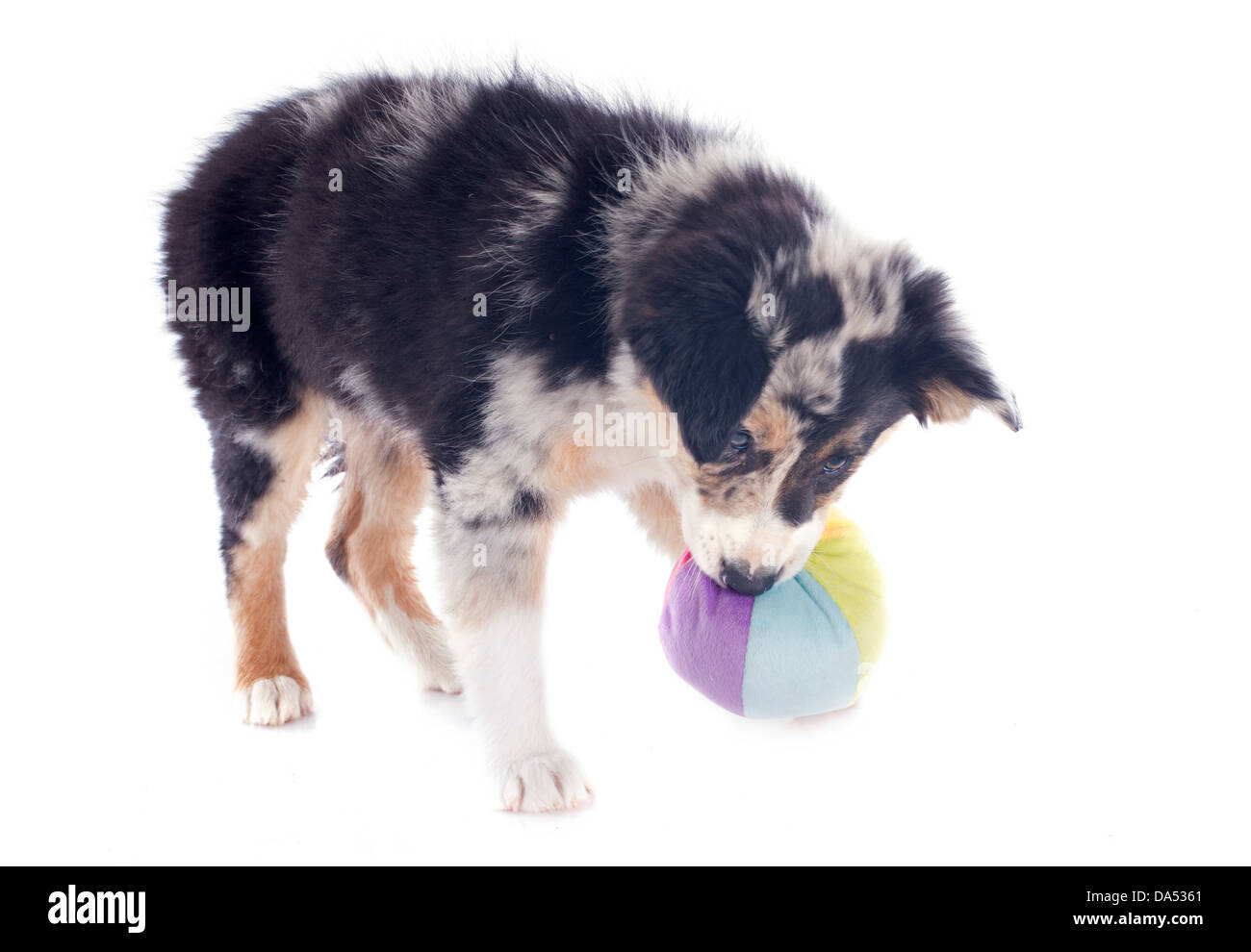 Welpen Border Collie vor weißem Hintergrund spielen Stockfoto