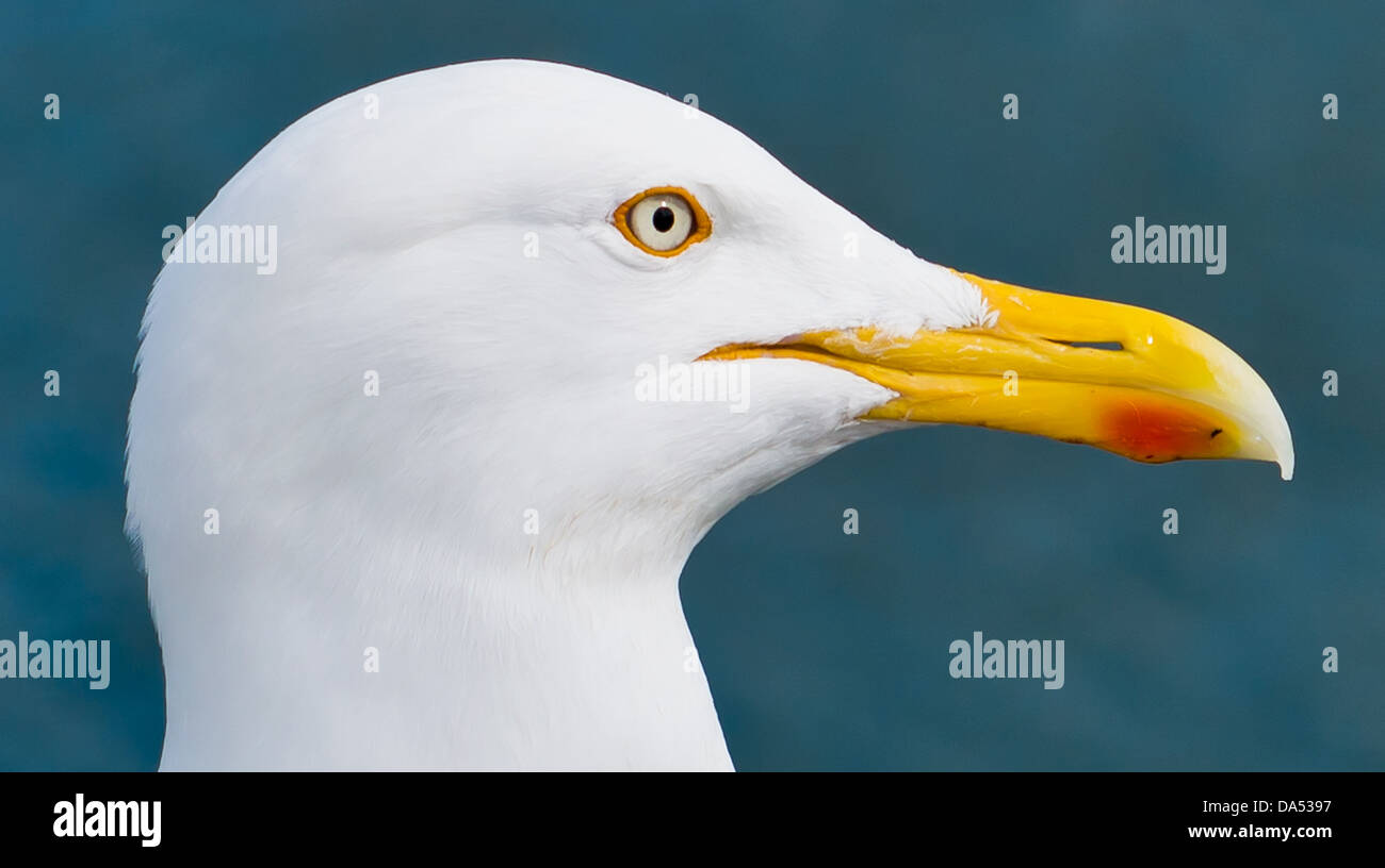 Möwe stehend auf Whitby Bay Pier mit dem Meer im Hintergrund Stockfoto