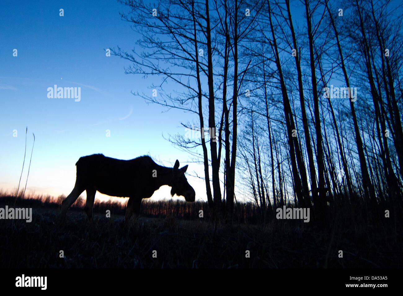 Einen eurasischen Elch und Bäume sind gegen den düsteren Himmel abhebt. Stockfoto