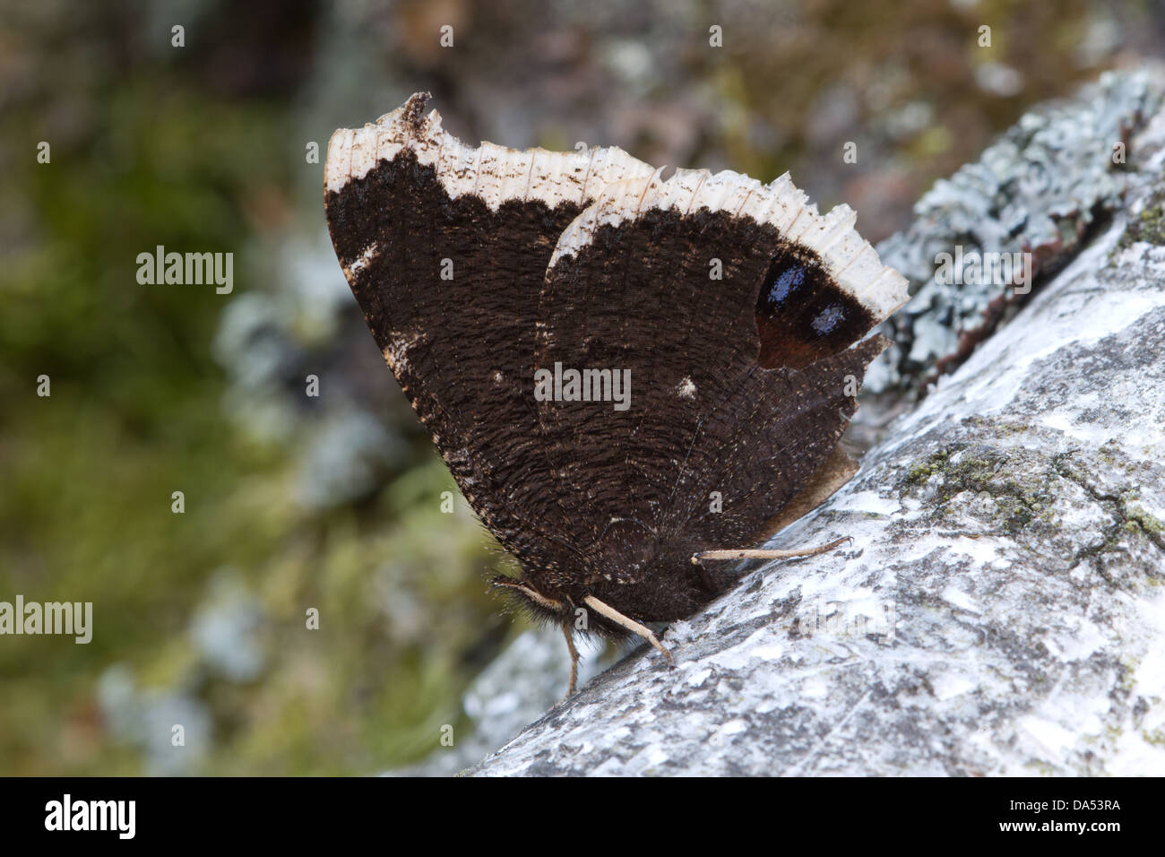 Camberwell Schönheit wartet für einen Kumpel mit seiner markanten zwei lila "Auge" Flügelmuster zeigt auf einem Ast der Birke Stockfoto