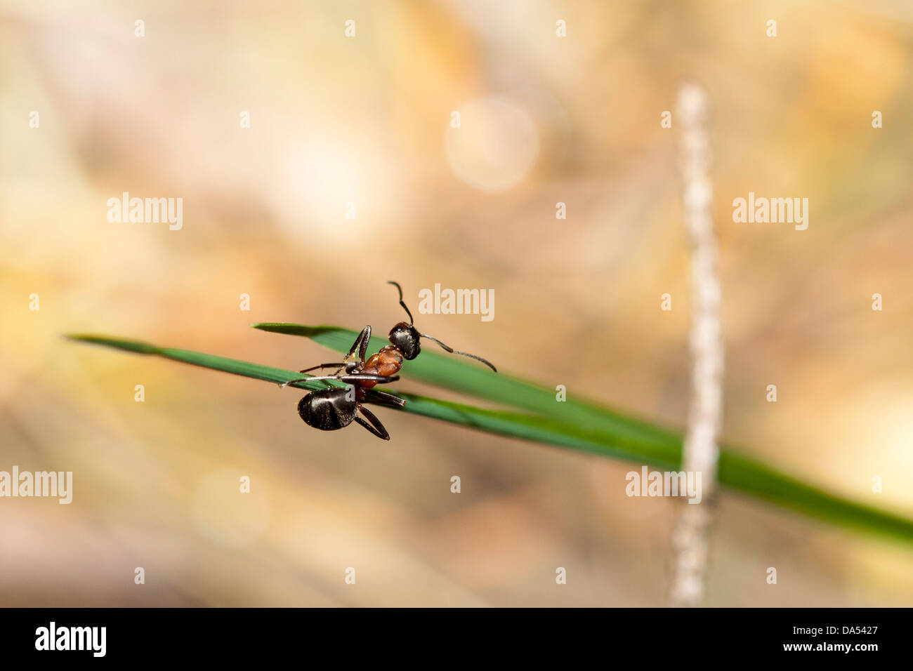 Südlichen Waldameisen - Formica Rufa, New Forest, Hampshire, England, UK Stockfoto
