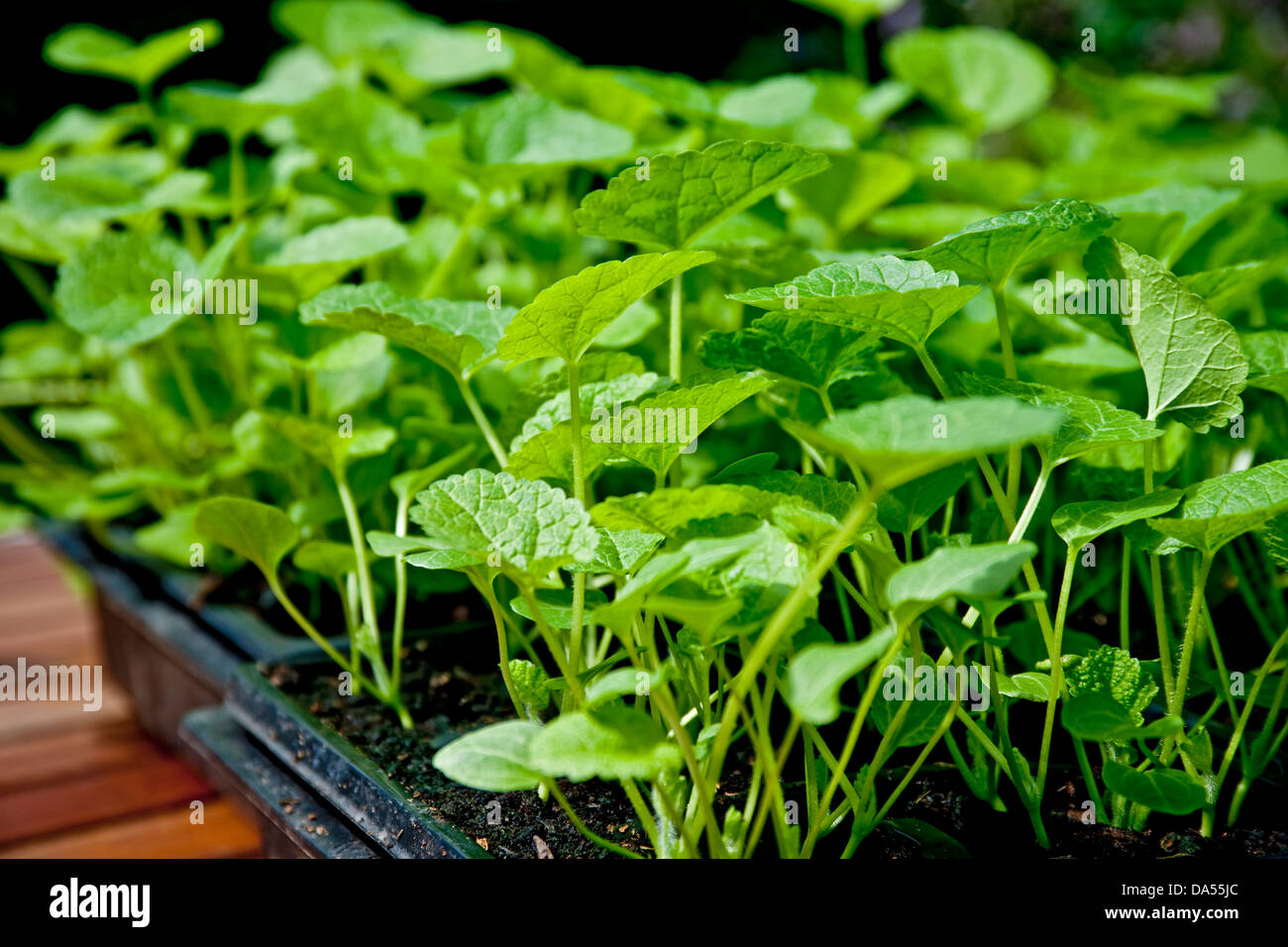 Nahaufnahme von Young Hollyhock Pflanzen Blätter Pflanzen Sämlinge Wächst in Töpfen im Gewächshaus im Frühjahr England Vereinigtes Königreich Großbritannien GB Großbritannien Stockfoto