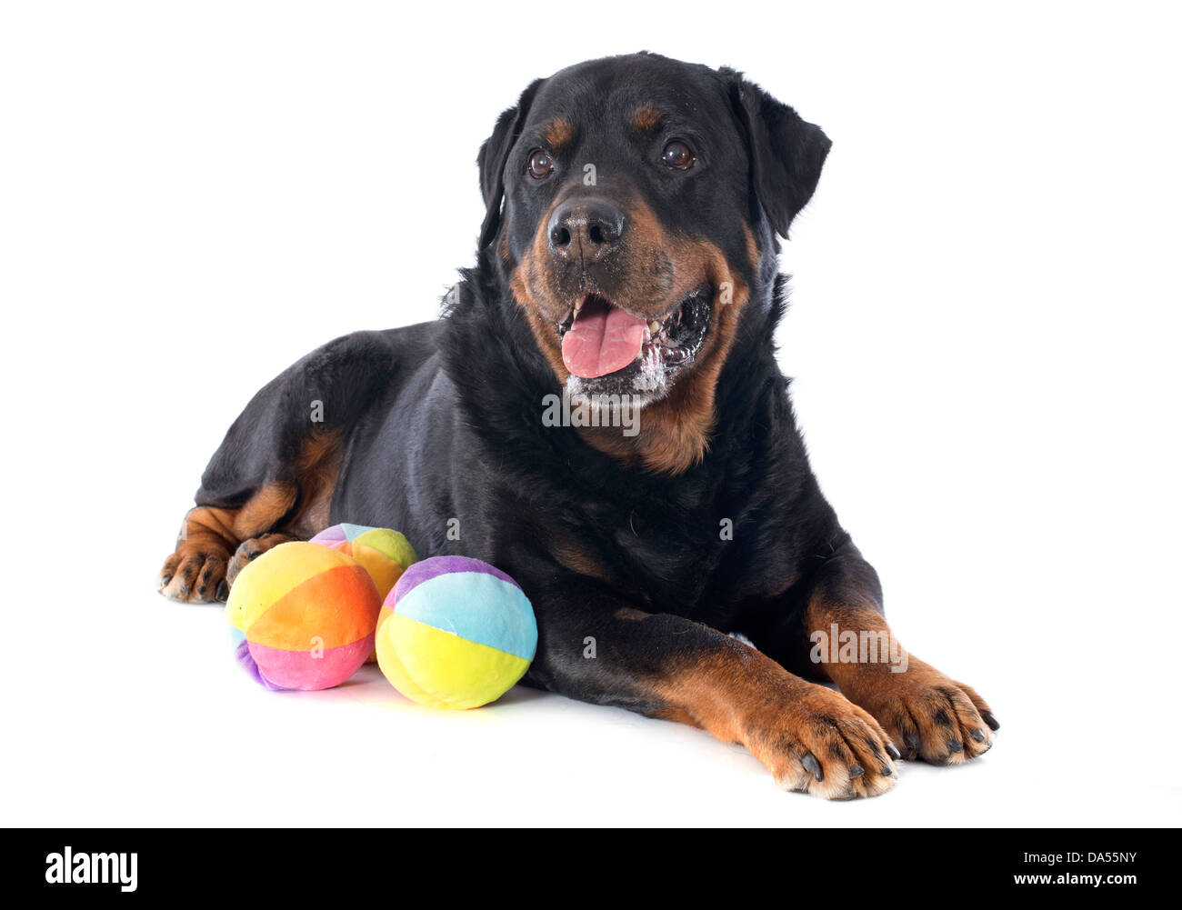 Porträt von einem reinrassigen Rottweiler mit Spielzeug vor weißem Hintergrund Stockfoto