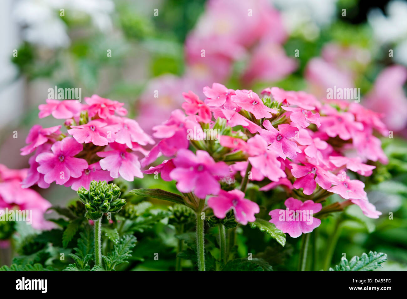 Nahaufnahme der Blumen Pink Verbena Verbenaceae Stockfoto