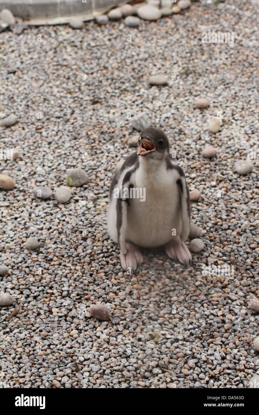 Baby-Gentoo-Pinguin (Pygoscelis Papua) Stockfoto