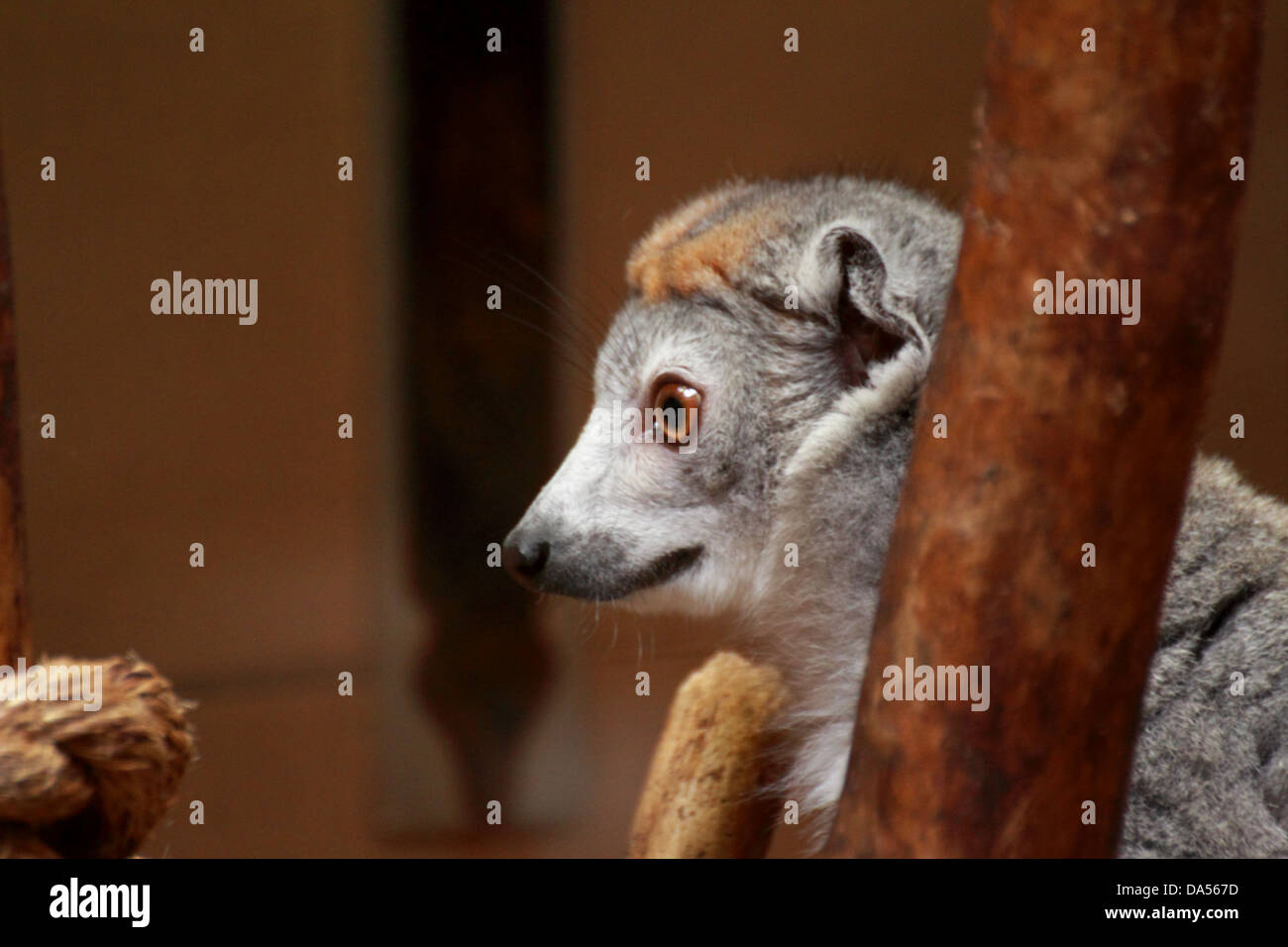 Mungo Lemur (Eulemur Mongoz) in einem Baum Stockfoto