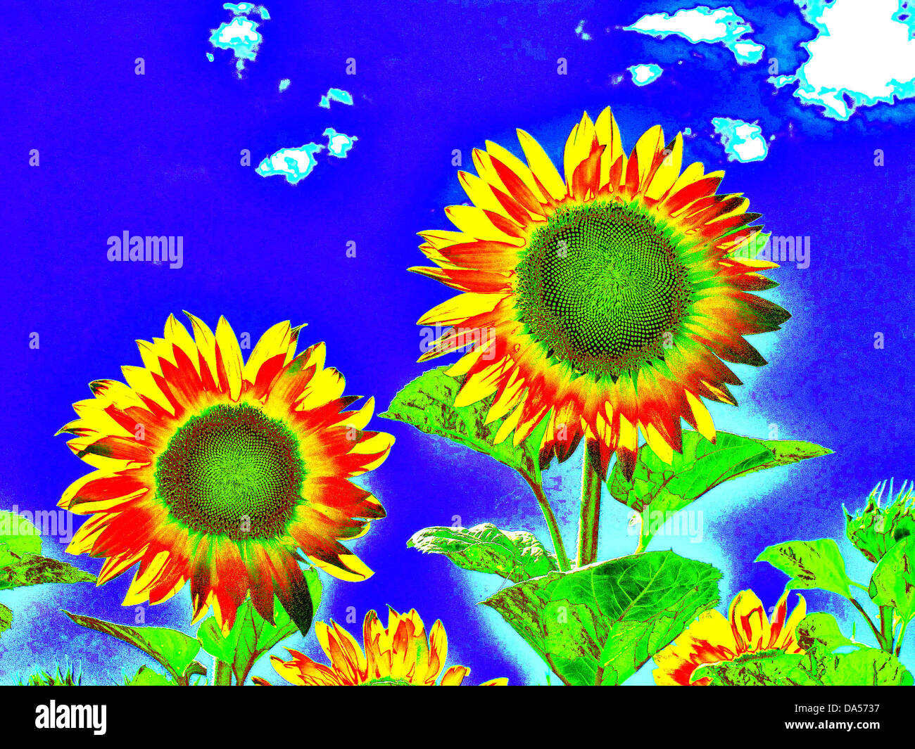 Pflanzen, Blumen, Sonnenblumen, zwei, Himmel, blau, entfremdet, Stockfoto