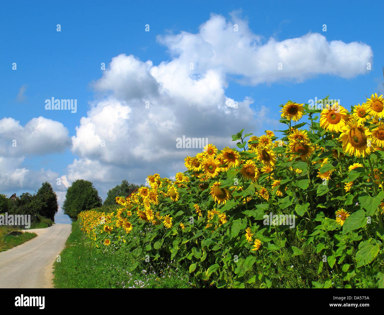 Blumen, Sonnenblumen, Sonnenblume Feld, Feld, Landwirtschaft, Weg, Wolken, Cumulus, Himmel, blau Stockfoto
