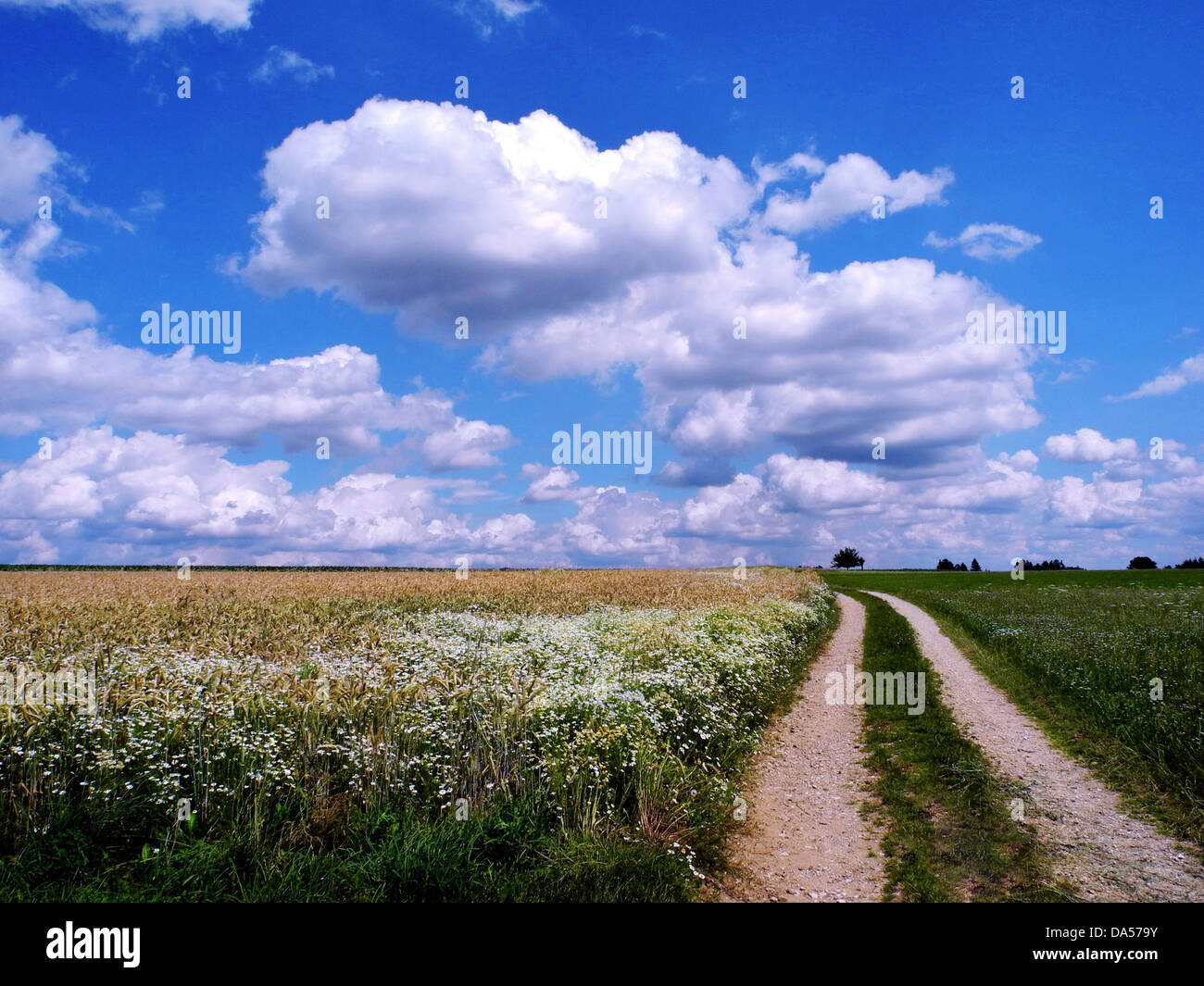 Deutschland, Oberpfalz, Felder, Weg, Feldweg, Wiesen, Landwirtschaft, Himmel, blau, Wolken, Cumulus Stockfoto