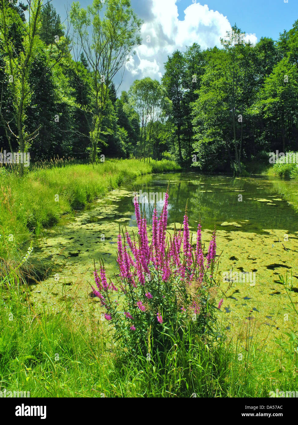 Holz, Wald, Teich, Sumpf, Blutweiderich, Pflanzen, Bäume, Algen, Wasser