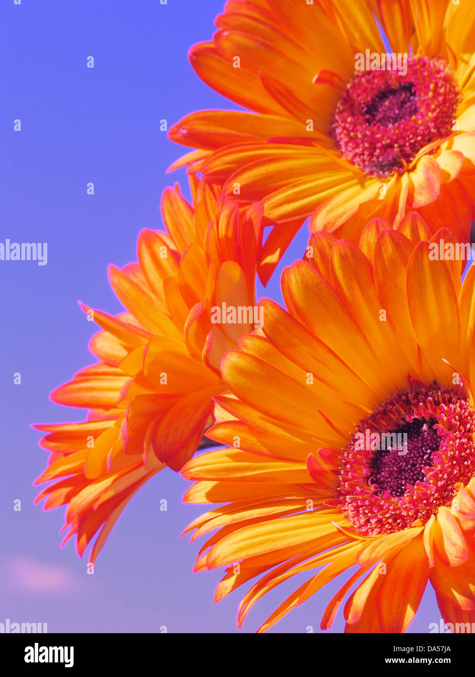 Blumen, Gerbera, Himmel, blau, Orange, drei Stockfoto