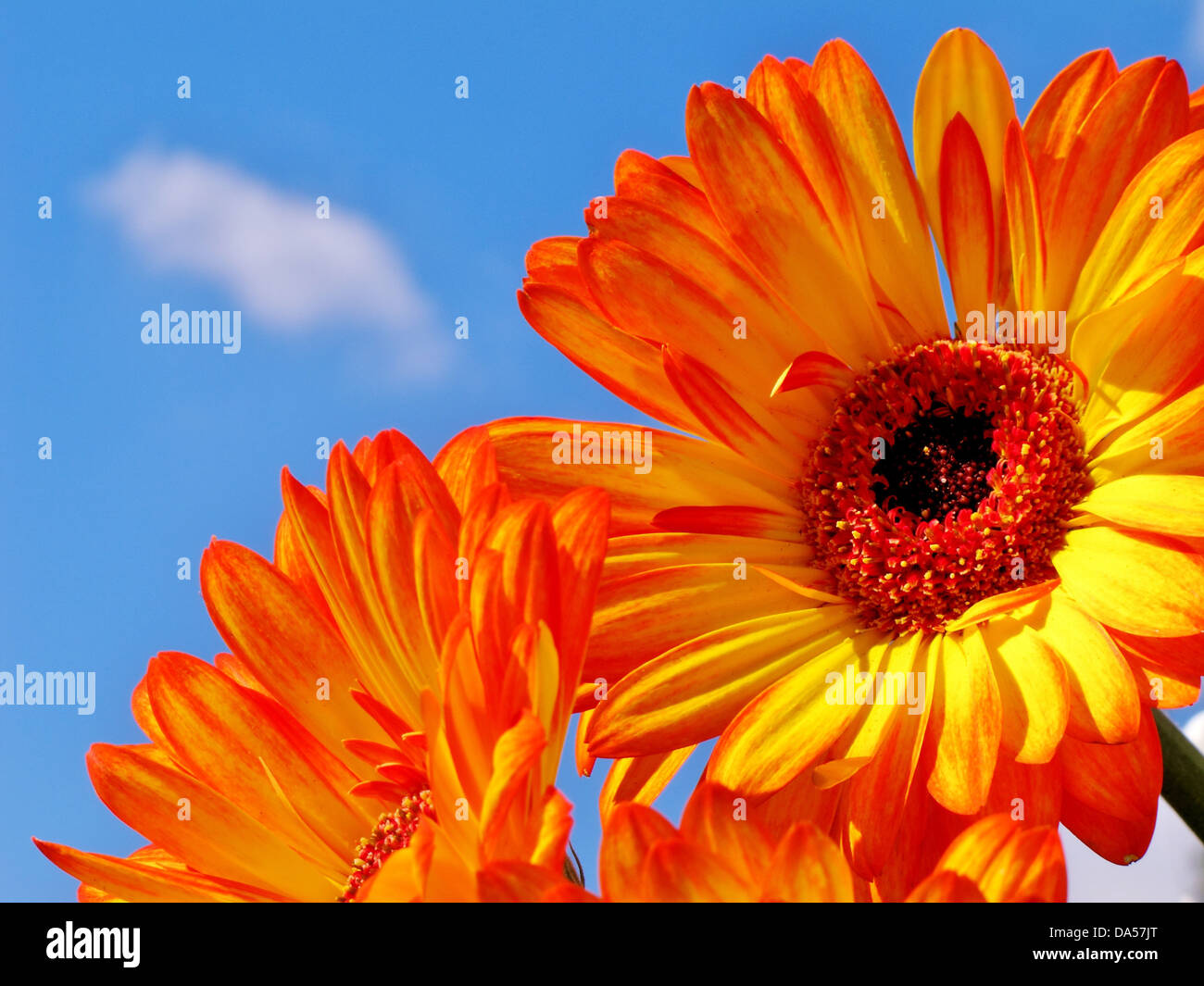 Blumen, Gerbera, Orange, drei, blau, Himmel, Stockfoto
