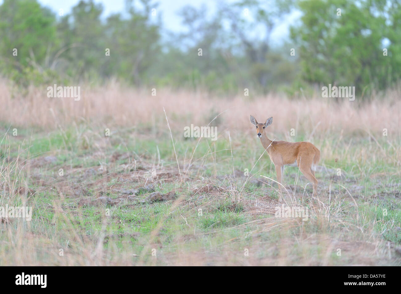 Bohor andere (Redunca Redunca) weiblich im Busch Pendjari Nationalpark - Benin Stockfoto