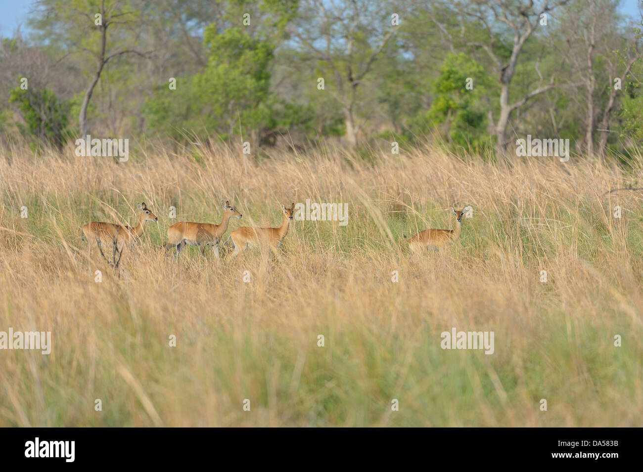 Buffons Kob - Western Kob (Kobus Kobus Kob) Gruppe von Frauen in hohe Gräser Konkombouri - Burkina Faso Stockfoto