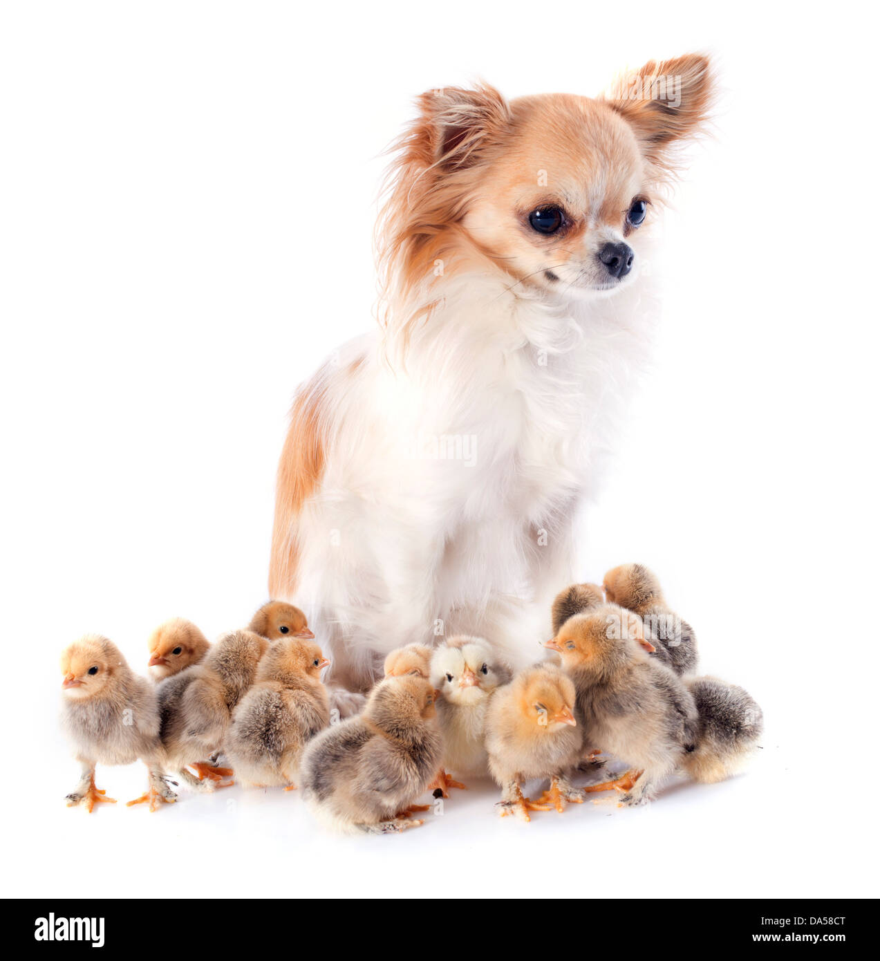 viele Küken von Bantam und Chihuahua auf weißem Hintergrund Stockfoto