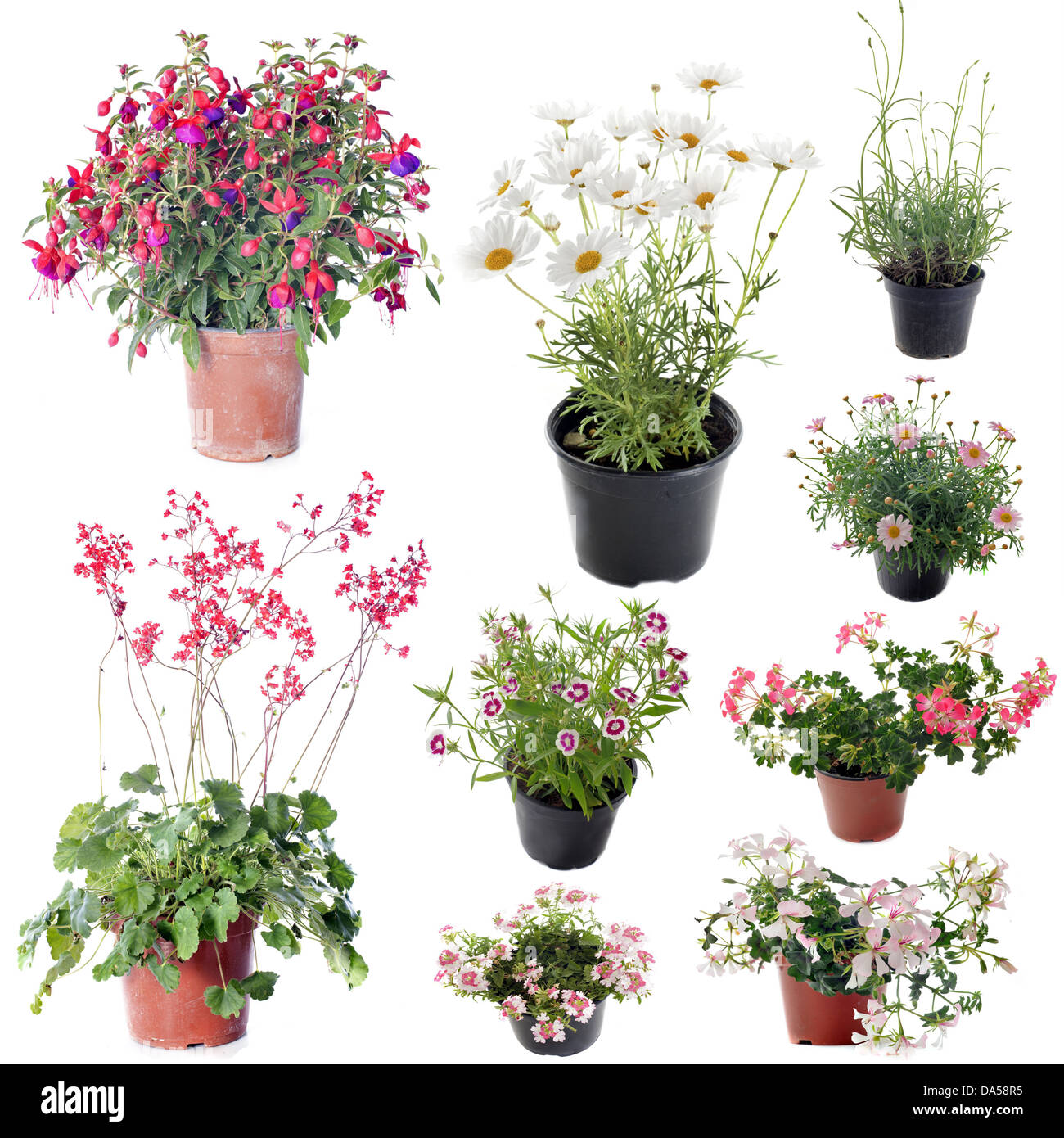 Blumen Pflanzen im Topf vor weißem Hintergrund Stockfotografie - Alamy