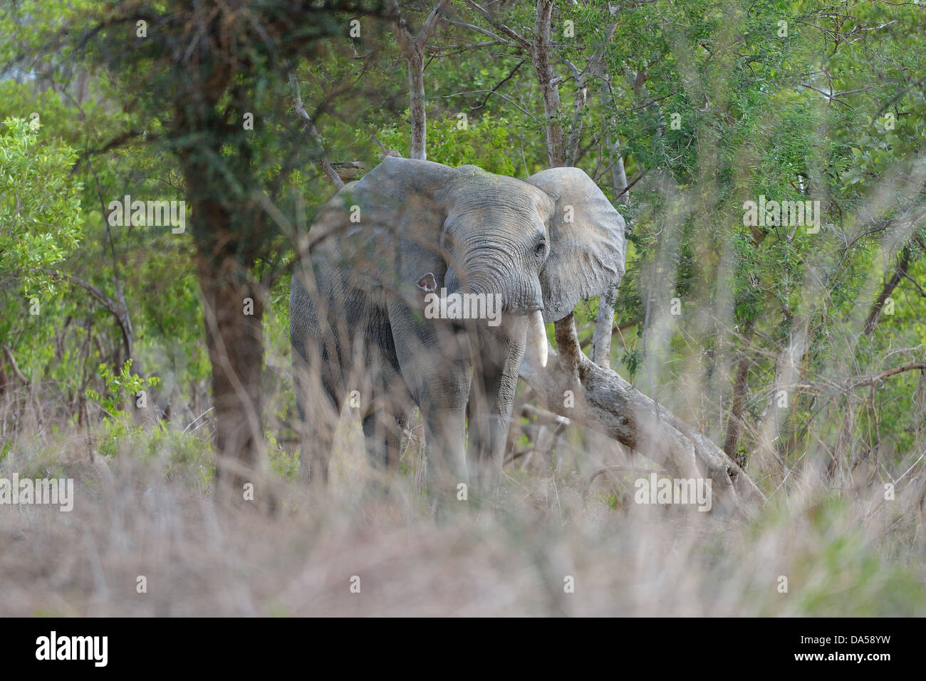 Westafrikanischen Elefanten - Savanne Elefanten - Bush Elefant (Loxodonta Africana) schnüffeln mit seinem Rüssel Pendjari NP Benin Stockfoto
