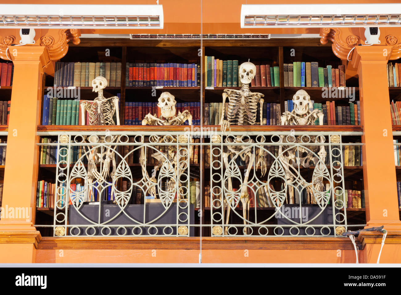 England, London, University College London, das Grant Museum für Zoologie, humorvoll Anzeige der Affe Skelette Stockfoto