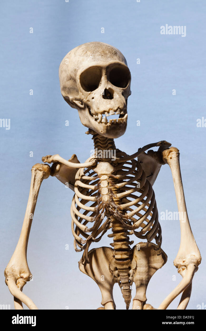 England, London, University College London, das Grant Museum für Zoologie, Schimpansen-Skelett Stockfoto