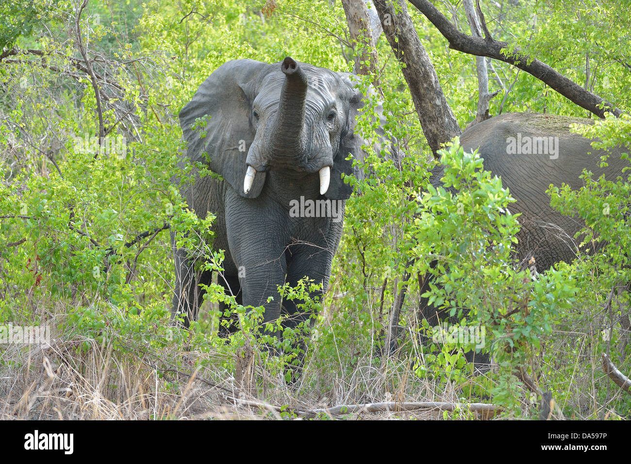 Westafrikanischen Elefanten - Savanne Elefanten - Bush Elefant (Loxodonta Africana) schnüffeln mit seinem Rüssel Pendjari NP Benin Stockfoto
