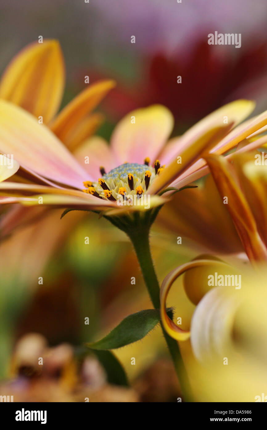 Eine Fülle von Osteospermum Blumen, mit Fokus auf zentrale Blume. Stockfoto