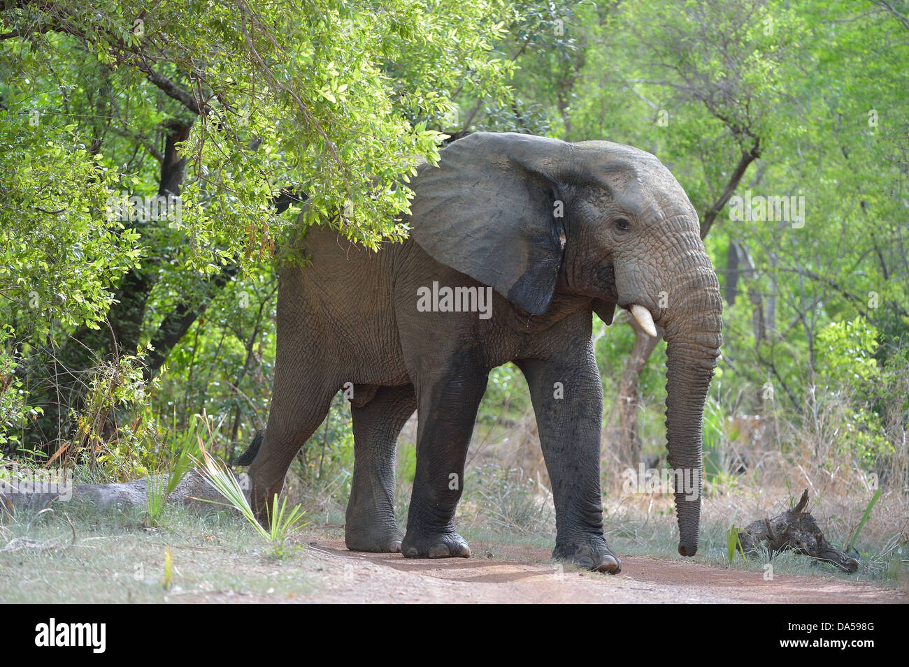 West African Bush Elefant - Savanne Elefanten - Bush Elefant (Loxodonta Africana) zu Fuß zwischen Bäumen Pendjari NP Benin Stockfoto