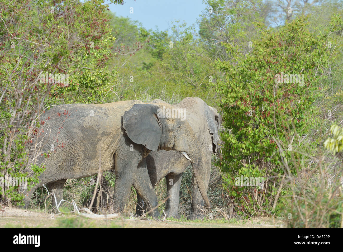 Westafrikanischen Elefanten - Savanne Elefanten - Bush Elefant (Loxodonta Africana) Fütterung W Regionalpark-Niger Stockfoto