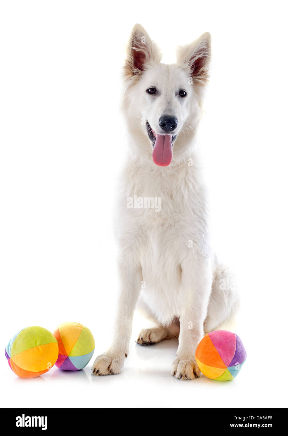 Reinrassige weiße Schweizer Schäferhund vor weißem Hintergrund Stockfoto