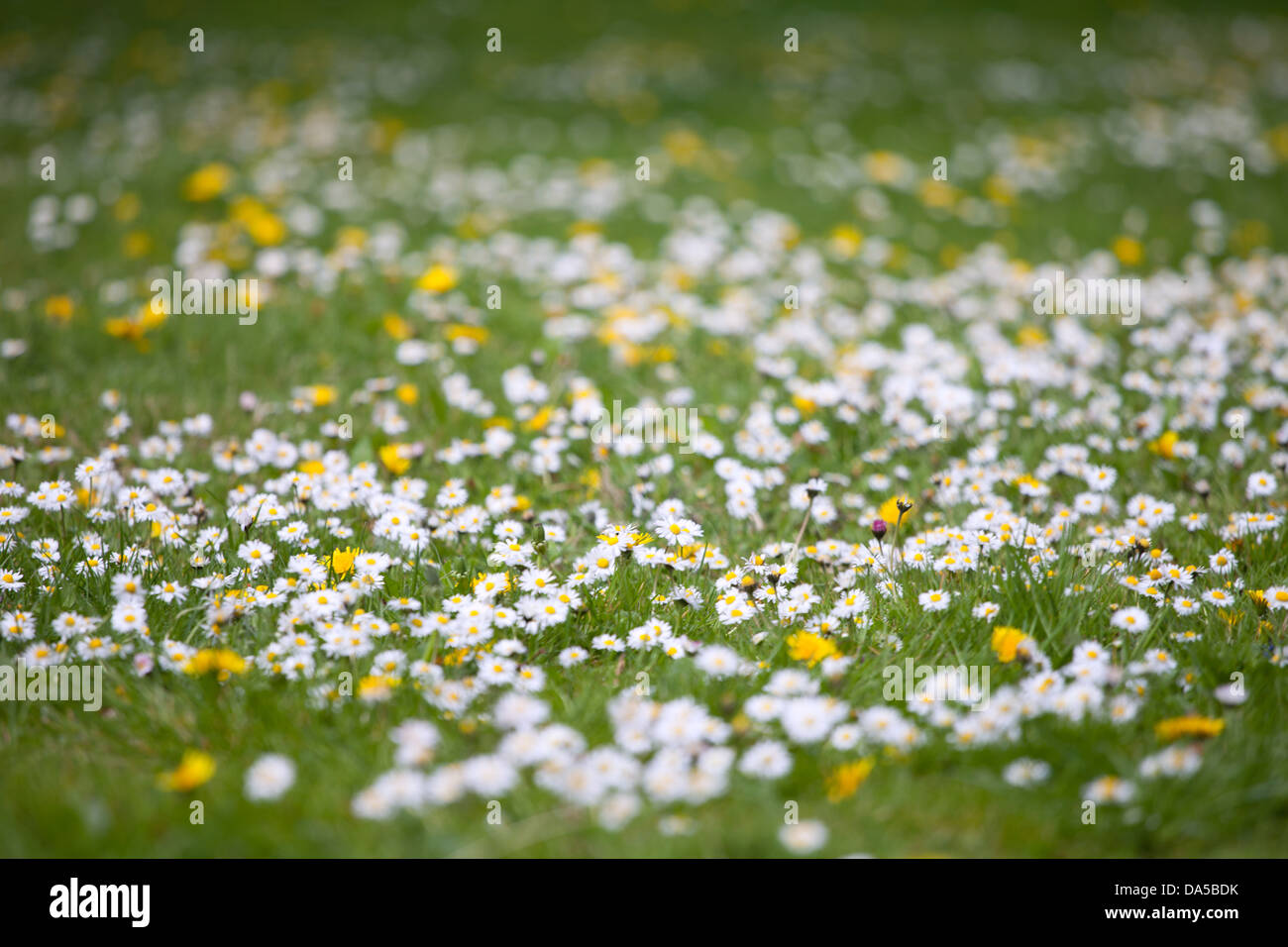 Gemeinsamen Rasen Daises und Butterblumen auf die Cambridge-Rücken Stockfoto