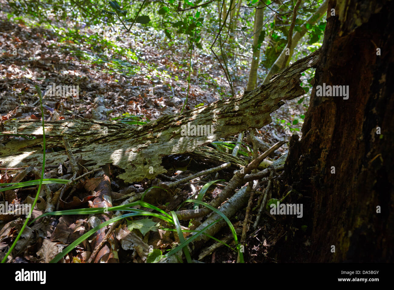 Gefallenen Rinde im Wald bei Welcombe, North Devon Stockfoto