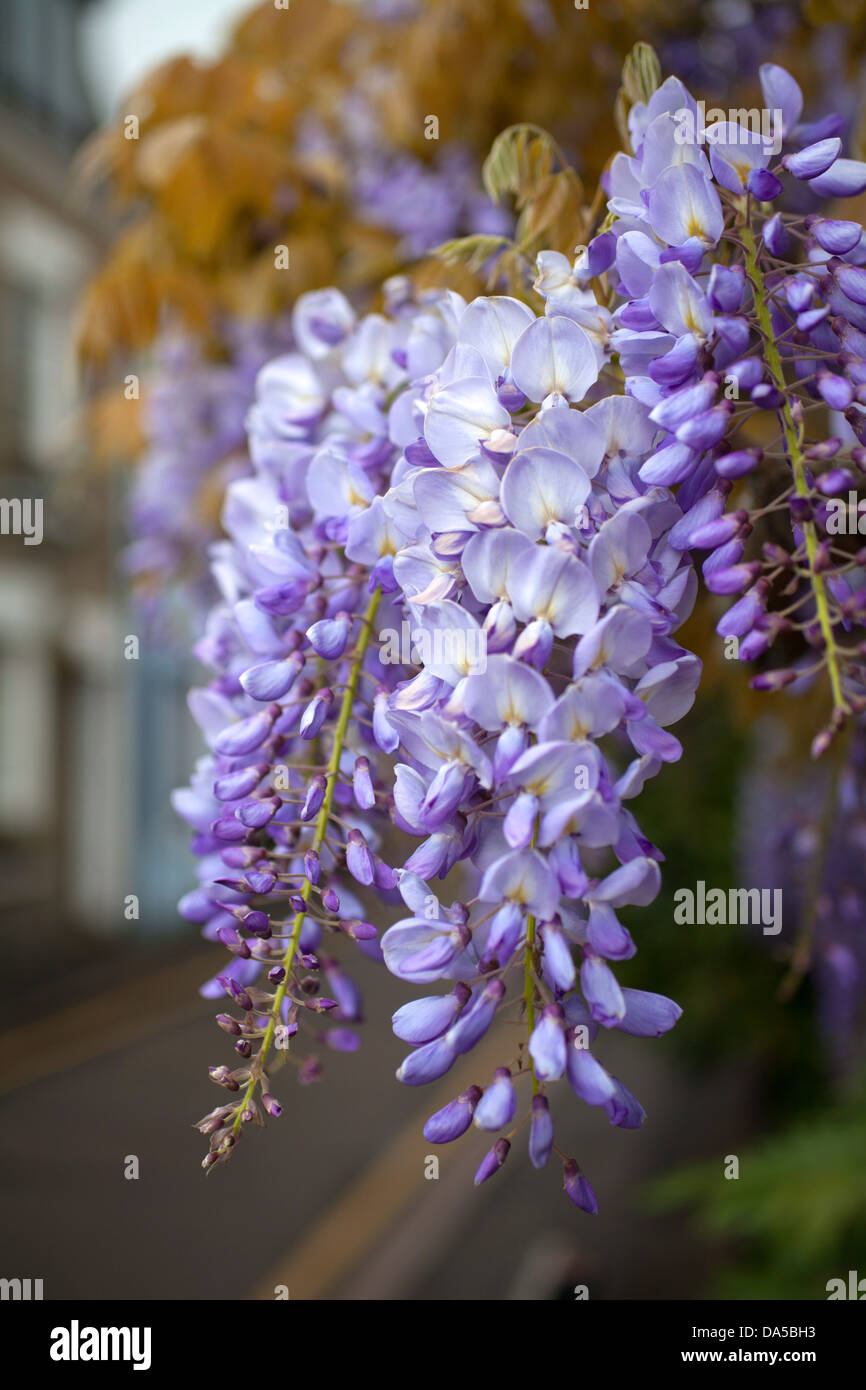 Japanische Wisteria, lila Blumen auf Cambridge Street Stockfoto