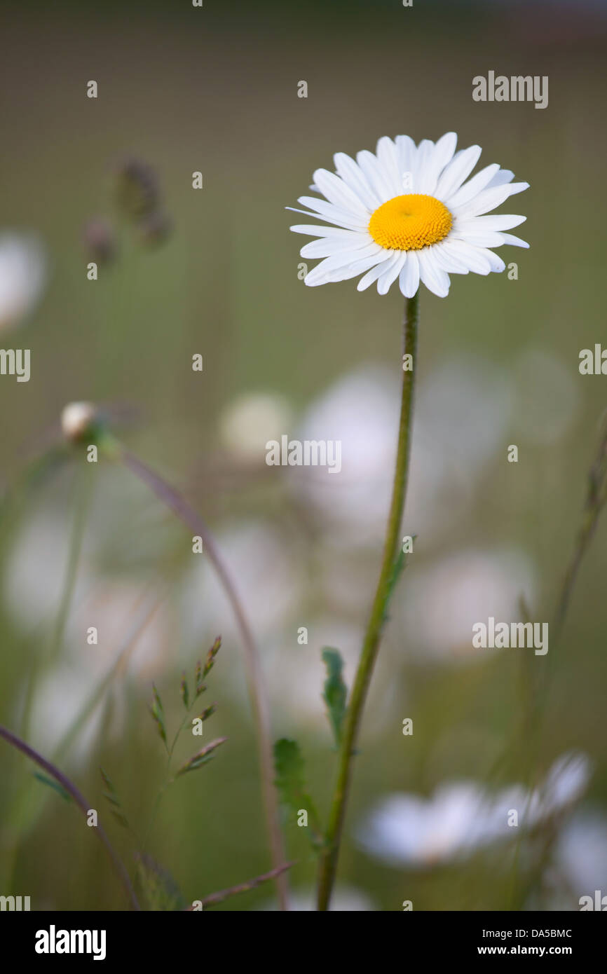 Eine Oxeye Daisy Blume 'Leucanthemum Vulgare' Stockfoto