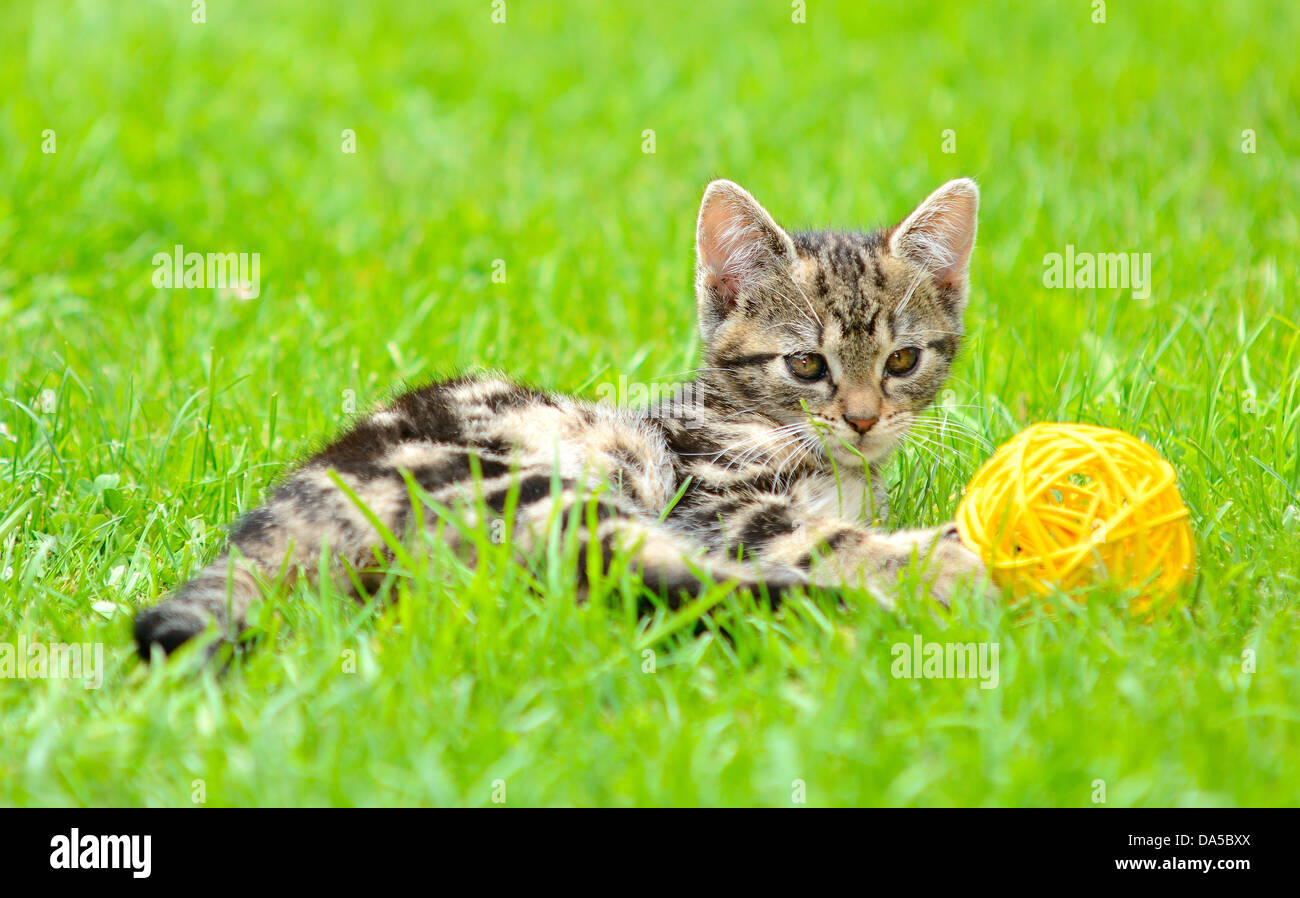 Kleines Kätzchen spielt mit dem Ball im Garten. Stockfoto