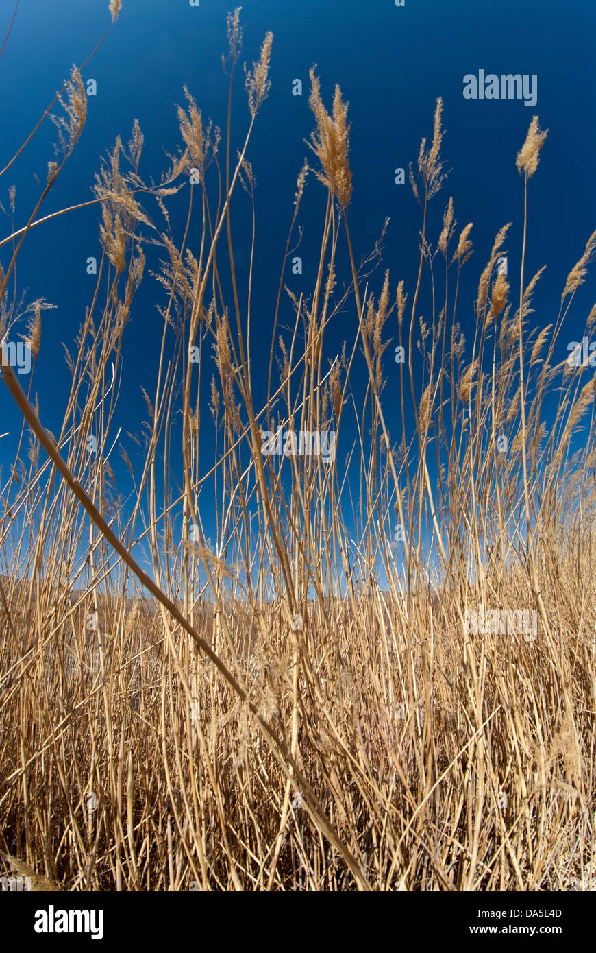 Bosque del Apache, national Wildlife refuge, New Mexico, USA, USA, Amerika, Wildgras, Rasen Stockfoto