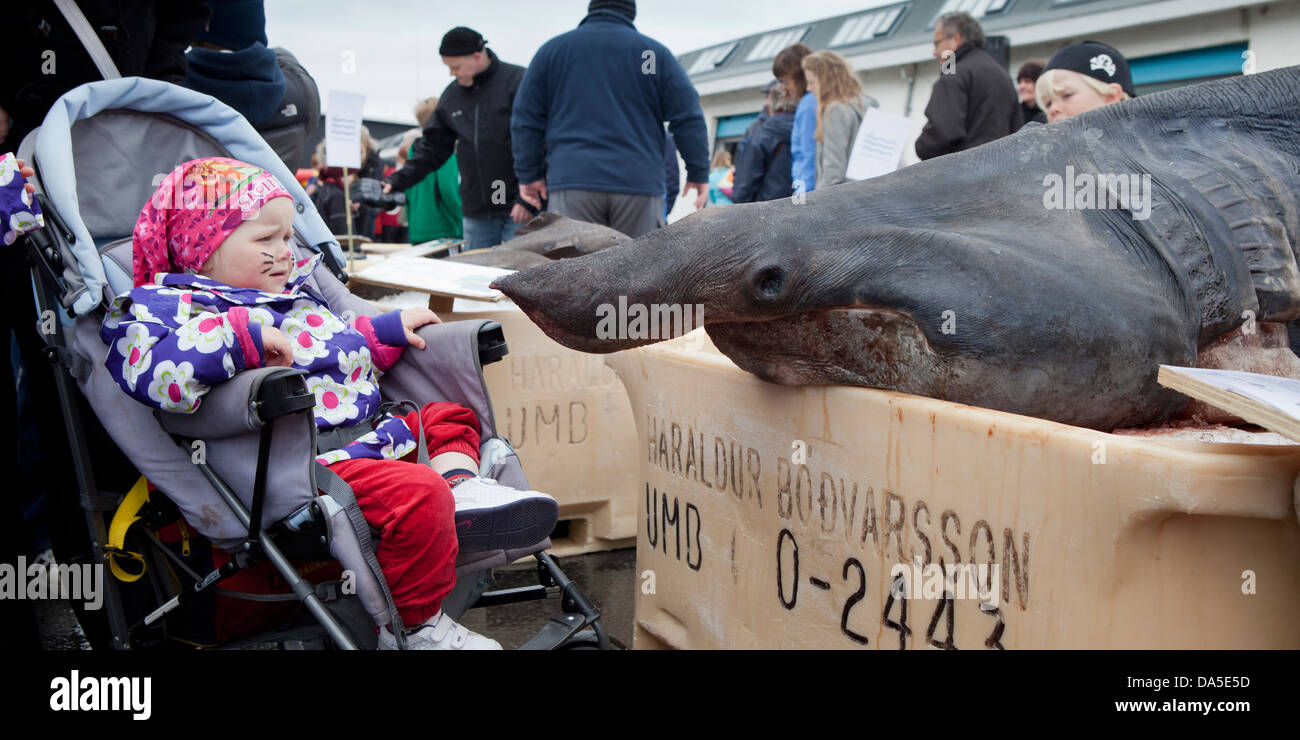 Junges Kind Blick auf einen großen Fisch an des Seemanns-Tages-Festival in Reykjavik, Island Stockfoto